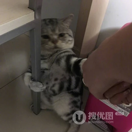 就这样看着你，沙雕动物搞笑表情QQ头像图片