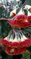 桉树花图片，花期4-9月的粉桉树花唯美好看图片