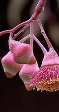 桉树花图片，花期4-9月的粉桉树花唯美好看图片