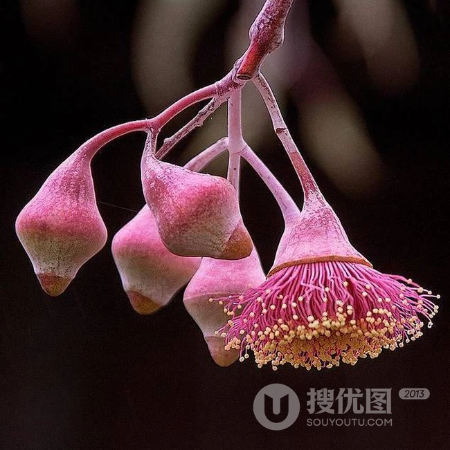 桉树花图片，花期4-9月的粉桉树花唯美好看图片