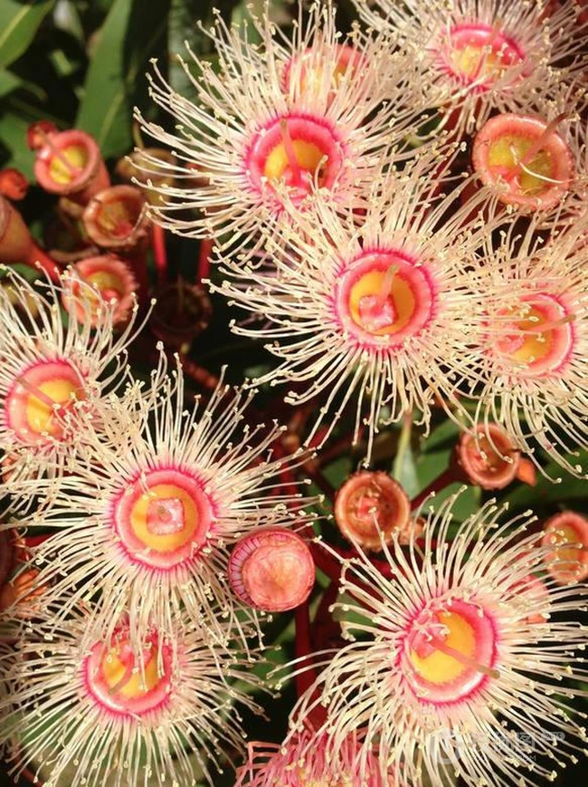 桉树花图片，花期4-9月的粉桉树花唯美好看图片