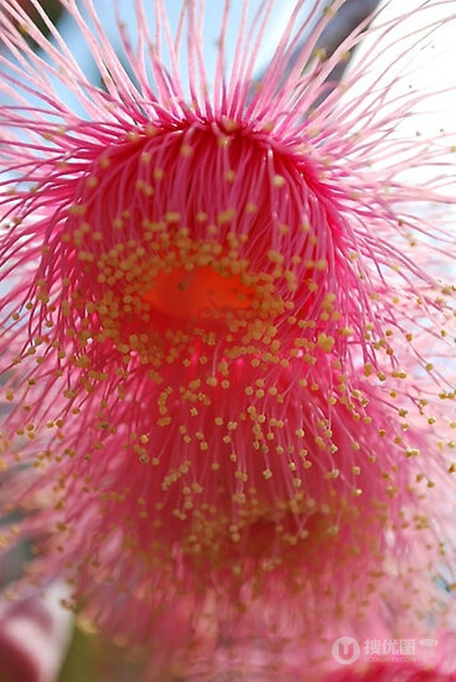 桉树花图片，花期4-9月的粉桉树花唯美好看图片