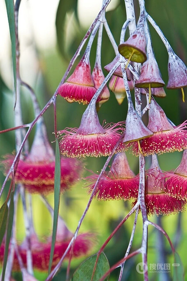 桉树花图片，花期4-9月的粉桉树花唯美好看图片