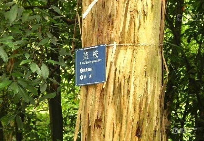 蓝桉树木，树叶图片，桃金娘科桉属大乔木蓝桉野外大图