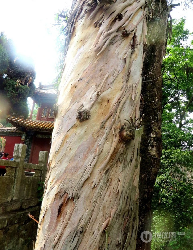 蓝桉树木，树叶图片，桃金娘科桉属大乔木蓝桉野外大图