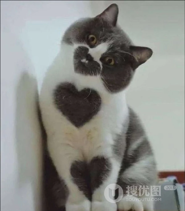 丑萌丑萌的，说的是不是就这种猫？