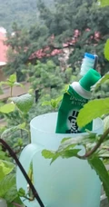 薄荷草，薄荷叶图片，药用功效明显的草本植物薄荷图片