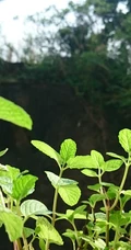 薄荷草，薄荷叶图片，药用功效明显的草本植物薄荷图片