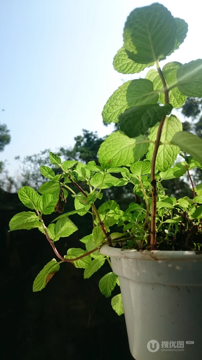 薄荷草，薄荷叶图片，药用功效明显的草本植物薄荷图片