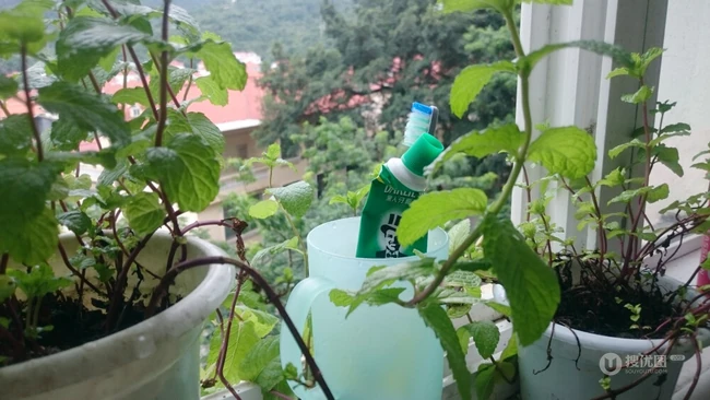 薄荷草，薄荷叶图片，药用功效明显的草本植物薄荷图片