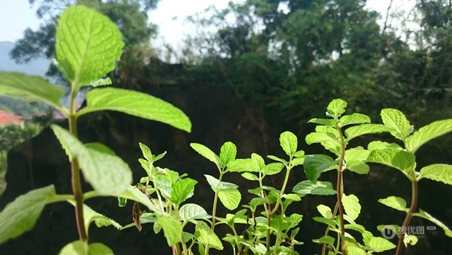 薄荷草，薄荷叶图片，药用功效明显的草本植物薄荷图片