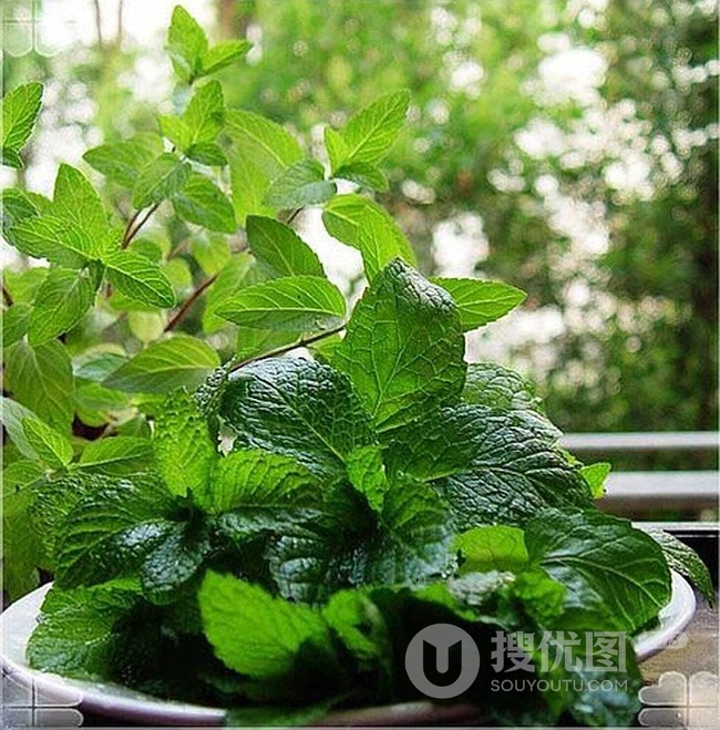 薄荷草，薄荷叶图片，药用功效明显的草本植物薄荷图片