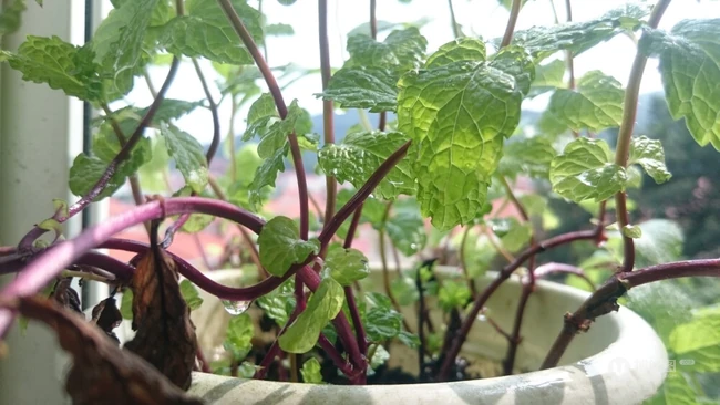 薄荷草，薄荷叶图片，药用功效明显的草本植物薄荷图片