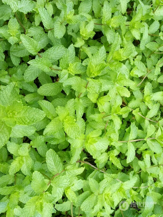 薄荷草，薄荷叶图片，药用功效明显的草本植物薄荷图片