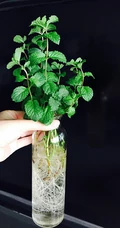 薄荷草水培瓶装图片，可以水培的薄荷草清新瓶装图片