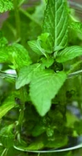 薄荷草水培瓶装图片，可以水培的薄荷草清新瓶装图片