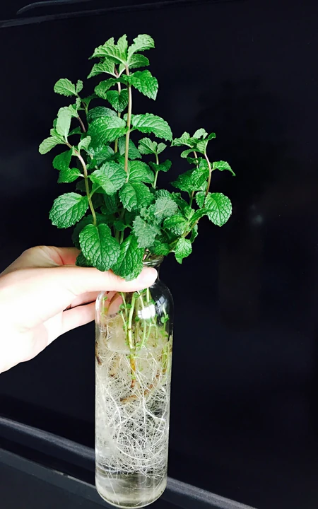 薄荷草水培瓶装图片，可以水培的薄荷草清新瓶装图片