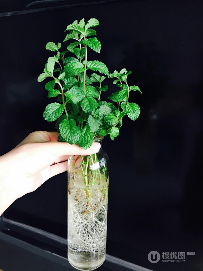 薄荷草水培瓶装图片，可以水培的薄荷草清新瓶装图片