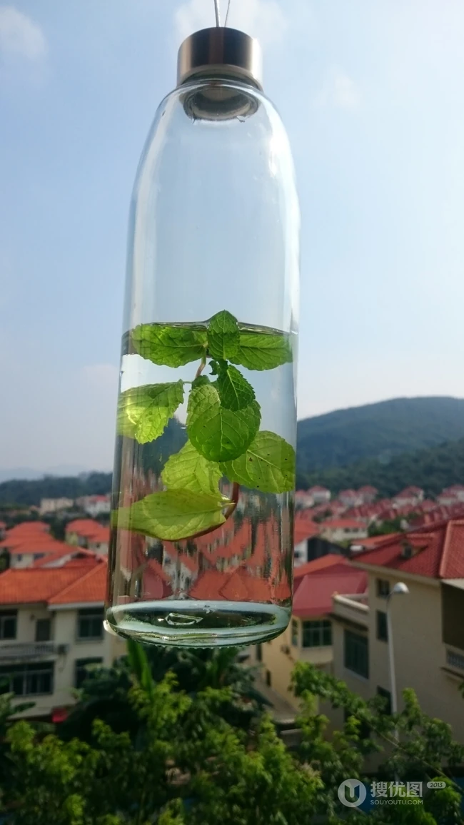 薄荷草水培瓶装图片，可以水培的薄荷草清新瓶装图片