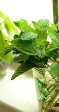 薄荷草水培瓶装图片，可以水培的薄荷草清新瓶装图片