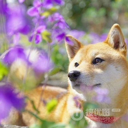 可爱的萌宠物狗狗动物QQ头像