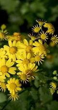 蒲儿根、蒲儿根花朵图片，菊科植物蒲儿根全株野外生长图片