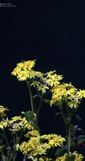 蒲儿根、蒲儿根花朵图片，菊科植物蒲儿根全株野外生长图片
