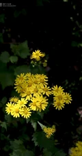 蒲儿根、蒲儿根花朵图片，菊科植物蒲儿根全株野外生长图片