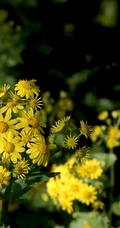 蒲儿根、蒲儿根花朵图片，菊科植物蒲儿根全株野外生长图片