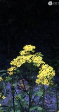 蒲儿根、蒲儿根花朵图片，菊科植物蒲儿根全株野外生长图片