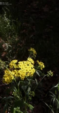 蒲儿根、蒲儿根花朵图片，菊科植物蒲儿根全株野外生长图片