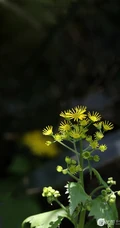 蒲儿根、蒲儿根花朵图片，菊科植物蒲儿根全株野外生长图片