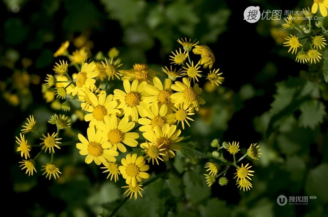 蒲儿根、蒲儿根花朵图片，菊科植物蒲儿根全株野外生长图片