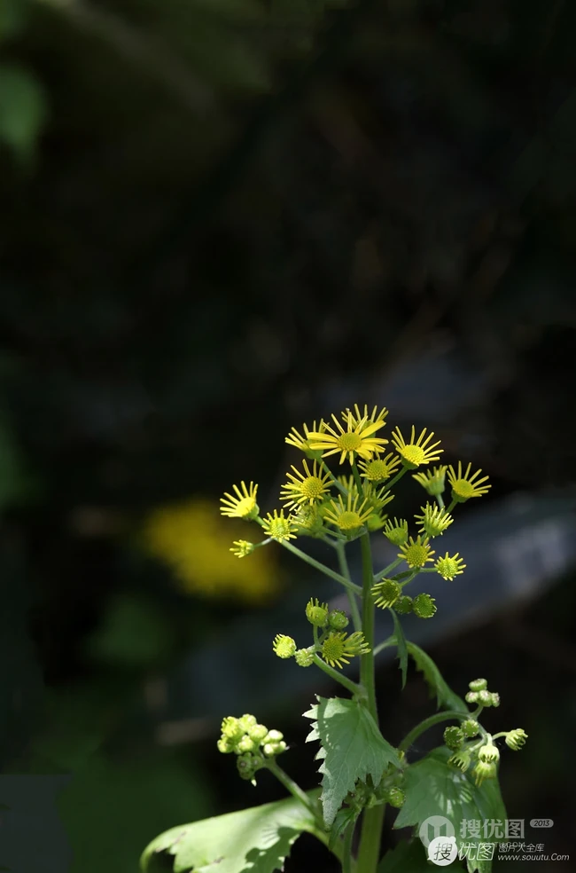 蒲儿根、蒲儿根花朵图片，菊科植物蒲儿根全株野外生长图片