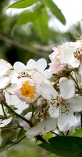 野蔷薇，蔷薇花全株全草图片，白色野蔷薇图片