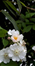 野蔷薇，蔷薇花全株全草图片，白色野蔷薇图片