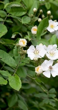 野蔷薇，蔷薇花全株全草图片，白色野蔷薇图片