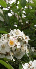 野蔷薇，蔷薇花全株全草图片，白色野蔷薇图片