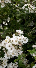 野蔷薇，蔷薇花全株全草图片，白色野蔷薇图片
