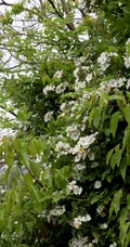 野蔷薇，蔷薇花全株全草图片，白色野蔷薇图片