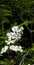 野蔷薇，蔷薇花全株全草图片，白色野蔷薇图片