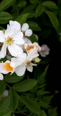 野蔷薇，蔷薇花全株全草图片，白色野蔷薇图片