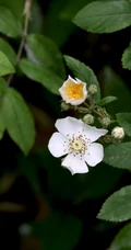 野蔷薇，蔷薇花全株全草图片，白色野蔷薇图片