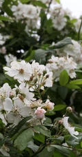 野蔷薇，蔷薇花全株全草图片，白色野蔷薇图片