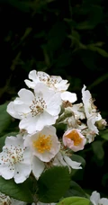 野蔷薇，蔷薇花全株全草图片，白色野蔷薇图片