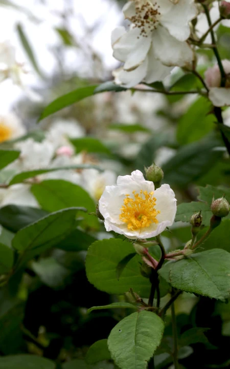 野蔷薇，蔷薇花全株全草图片，白色野蔷薇图片