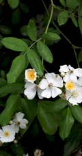 野蔷薇，蔷薇花全株全草图片，白色野蔷薇图片