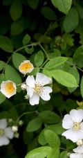 野蔷薇，蔷薇花全株全草图片，白色野蔷薇图片
