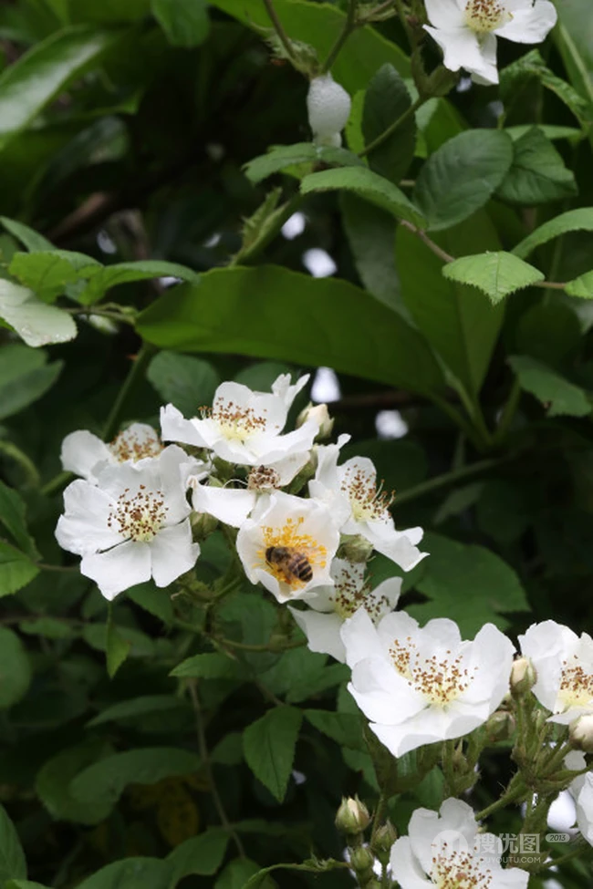 野蔷薇，蔷薇花全株全草图片，白色野蔷薇图片