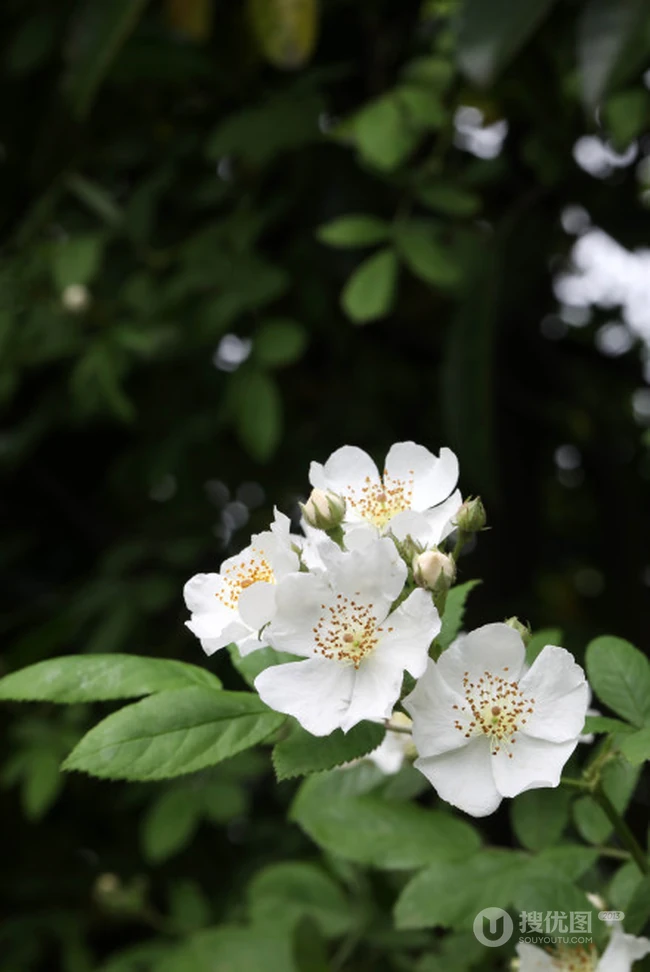 野蔷薇，蔷薇花全株全草图片，白色野蔷薇图片